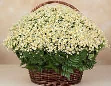 Цветочная композиция из Ромашки в корзине #REPLACE_PRED# Каракулино