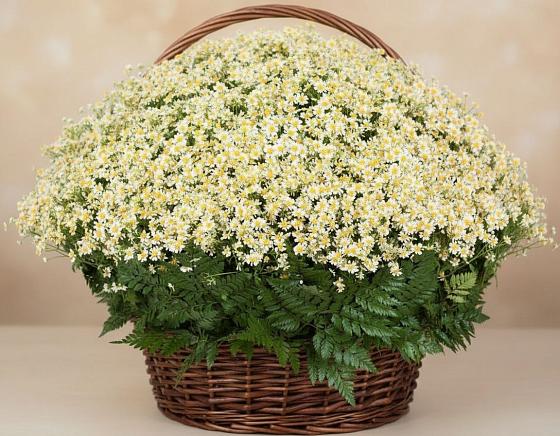 Цветочная композиция из Ромашки в корзине в Каракулино
