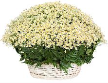 Цветочная композиция из Ромашки в корзине #REPLACE_PRED# Каракулино